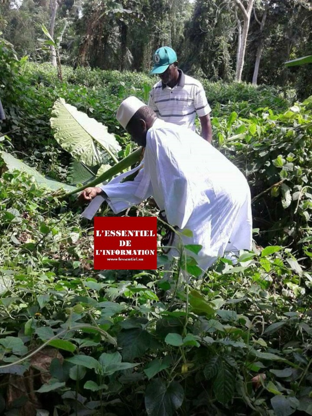 Photo exclusives: La nouvelle vie de Yahya Jammeh à Malabo Photo exclusives: La nouvelle vie de Yahya Jammeh à Malabo