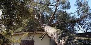 ZIGUINCHOR : Un fromager de 50 mètres s’écrase sur une maison. ZIGUINCHOR : Un fromager de 50 mètres s’écrase sur une maison.