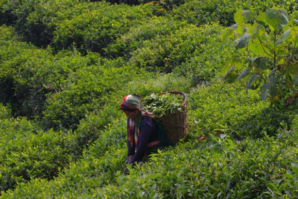 Alerte ! Des pesticides dans des sachets de thé Alerte ! Des pesticides dans des sachets de thé