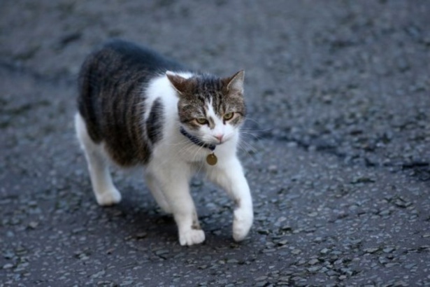 Covid-19 : Deux chats malades du coronavirus à New York Covid-19 : Deux chats malades du coronavirus à New York