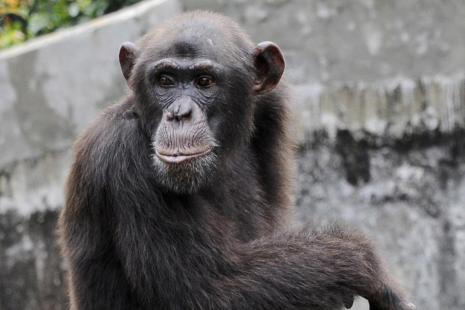 En Chine, la découverte d’un vaccin qui protégerait les singes du Covid-19 suscite l’espoir