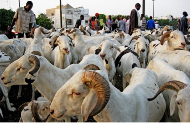 Approvisionnement en moutons pour la tabaski : Les assurances du ministre de l'Elevage