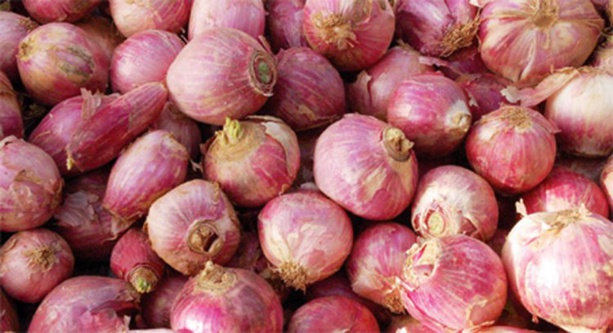Touba : le sac de 25 kg d’oignon passe de 7.000 à 50.000 FCFA Touba : le sac de 25 kg d’oignon passe de 7.000 à 50.000 FCFA