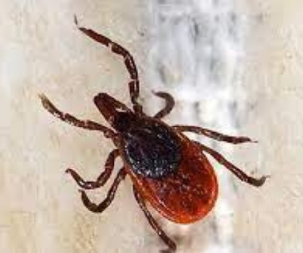 CRIMÉE-CONGO : le Sénégal déclare un premier décès lié à la fièvre hémorragique CRIMÉE-CONGO : le Sénégal déclare un premier décès lié à la fièvre hémorragique