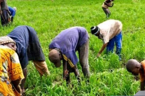 AGRICULTURE / Kaolack : des agriculteurs réclament la dissolution du Comité national interprofessionnel de l’arachide