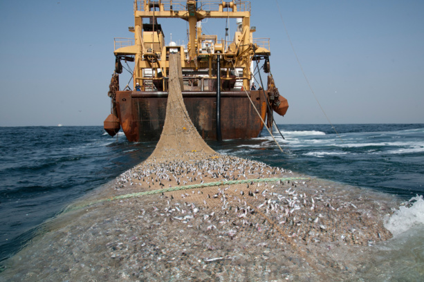 Pêche : Publication de la liste des navires autorisés à pêcher au Sénégal