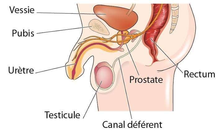 Tout savoir sur la prostate