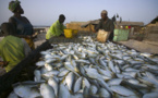 Vidéo : Les usines de farine de poissons menacent les eaux sénégalaises