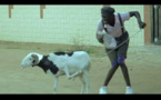 « Mon Mouton et Moi » (Par Ibou Fall)