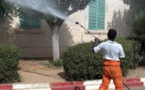 Des nouveaux cas de dingue découvert au Sénégal