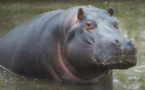 Vidéo : Regardez comment un chasseur a abattu l'hippopotame qui perturbait le sommeil des populations de Kédougou