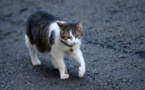 Covid-19 : Deux chats malades du coronavirus à New York