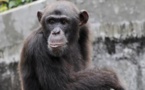 En Chine, la découverte d’un vaccin qui protégerait les singes du Covid-19 suscite l’espoir