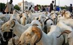 Approvisionnement en moutons pour la tabaski : Les assurances du ministre de l'Elevage