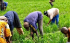AGRICULTURE / Kaolack : des agriculteurs réclament la dissolution du Comité national interprofessionnel de l’arachide
