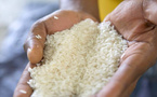 ​Des taux préoccupants d'aflatoxines décelés dans du riz consommé à Dakar