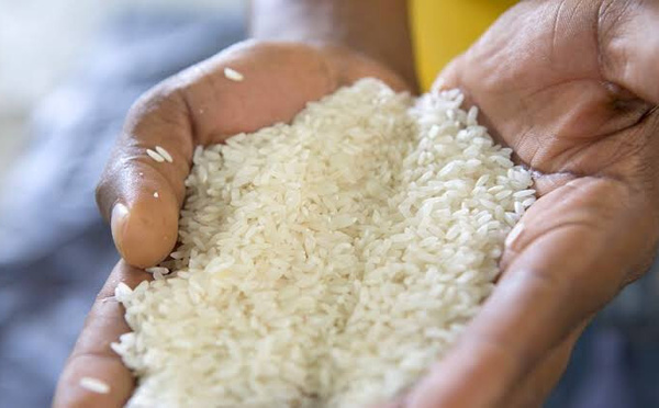 ​Des taux préoccupants d'aflatoxines décelés dans du riz consommé à Dakar